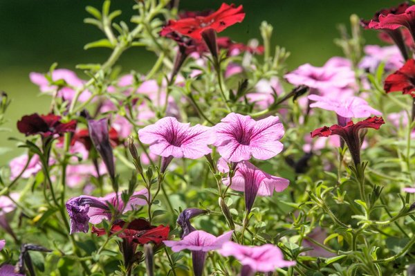 Tout savoir sur le poêle à bois à caen : confort et style